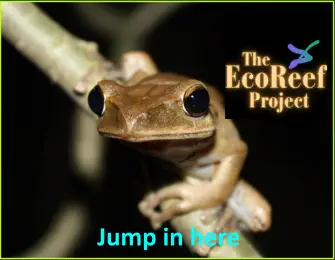 The EcoReef Project