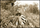 Gore Hill Cemetery has had time take it's toll on it.