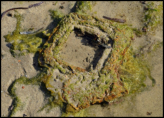Kurnell Pier Footings
