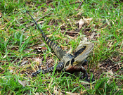 Lane Cove National Park