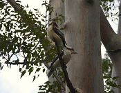 Lane Cove National Park