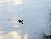 Lane Cove National Park