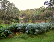 Lane Cove National Park