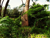 Lane Cove National Park