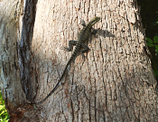 Lane Cove National Park