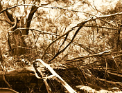Primrose Park