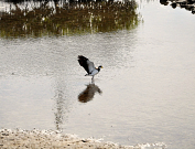 Australian Animals & Birds