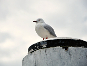 Australian Animals & Birds
