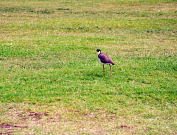 Australian Animals & Birds