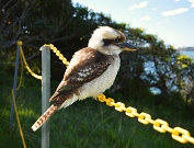 Australian Animals & Birds
