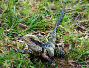 Australian Animals & Birds