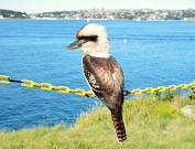 Australian Animals & Birds