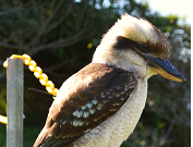 Australian Animals & Birds