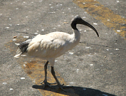 Australian Animals & Birds