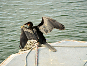 Australian Animals & Birds