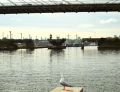 Blackwattle Bay