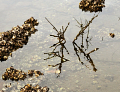 Blackwattle Bay