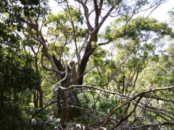 The Royal Botanic Gardens, Sydney