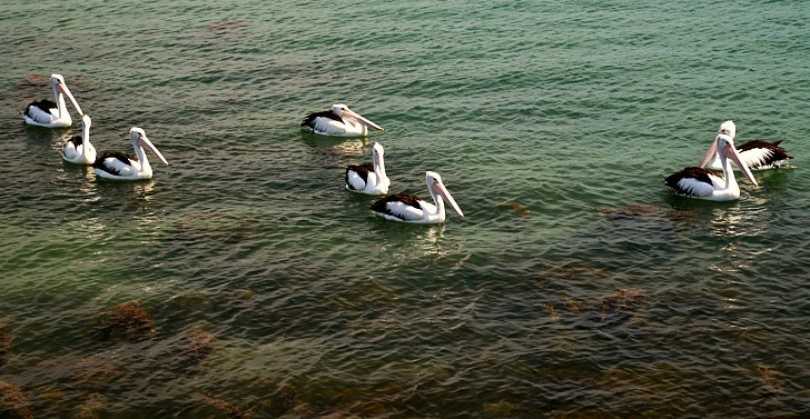 Nelson Bay