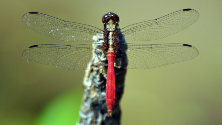 The Dragonfly