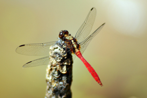 The Dragonfly