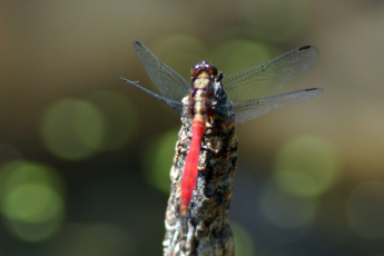 The Dragonfly