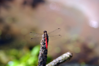 The Dragonfly