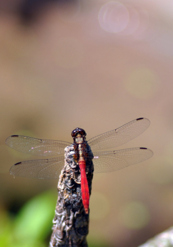 The Incredible Dragonfly
