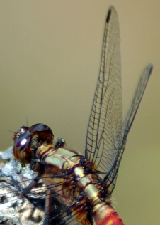 The Dragonfly